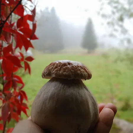 Przyjacielówka Janowa Góra *