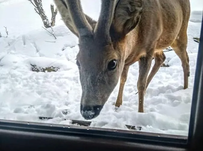 Przyjacielowka Miejsce Ciszy Czarna Gora Sienna Janowa Gora * Строне-Слёнске