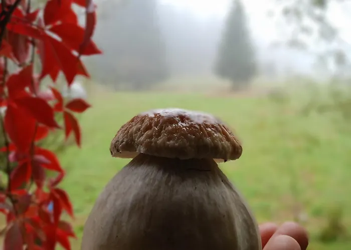 Przyjacielowka Miejsce Ciszy Czarna Gora Sienna Janowa Gora *